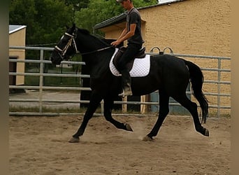 Zwaar warmbloed, Ruin, 5 Jaar, 160 cm, Zwart