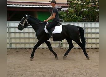 Zwaar warmbloed, Ruin, 5 Jaar, 160 cm, Zwart