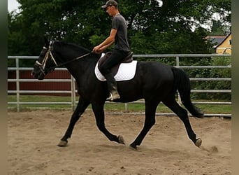 Zwaar warmbloed, Ruin, 5 Jaar, 160 cm, Zwart