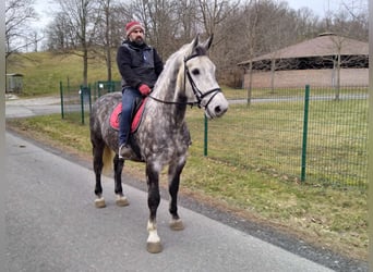 Zwaar warmbloed, Ruin, 5 Jaar, 165 cm, Appelschimmel