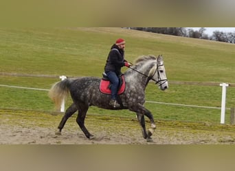Zwaar warmbloed, Ruin, 5 Jaar, 165 cm, Appelschimmel