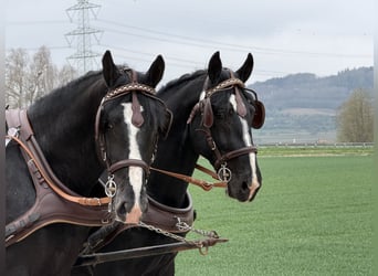 Zwaar warmbloed, Ruin, 5 Jaar, 167 cm, Zwart