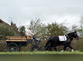 Zwaar warmbloed, Ruin, 5 Jaar, 167 cm, Zwart