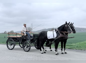 Zwaar warmbloed, Ruin, 5 Jaar, 167 cm, Zwart
