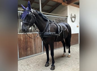 Schweres Warmblut, Wallach, 5 Jahre, 170 cm, Rappe