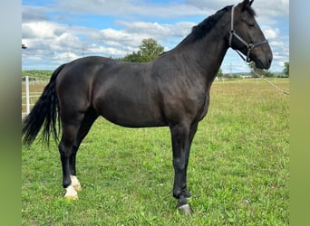 Schweres Warmblut, Wallach, 5 Jahre, 170 cm, Rappe