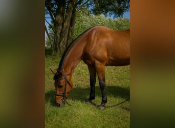Zwaar warmbloed, Ruin, 5 Jaar, 172 cm, Vos
