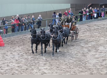 Zwaar warmbloed, Ruin, 5 Jaar