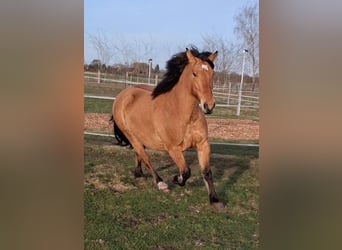 Zwaar warmbloed, Ruin, 6 Jaar, 156 cm, Falbe
