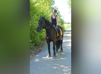 Zwaar warmbloed, Ruin, 6 Jaar, 156 cm, Zwart
