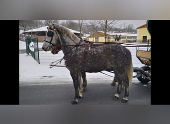 Zwaar warmbloed, Ruin, 6 Jaar, 165 cm, Appelschimmel