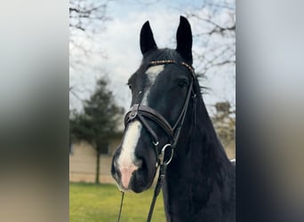 Zwaar warmbloed, Ruin, 6 Jaar, 165 cm, Zwart