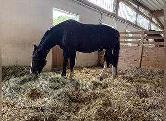 Zwaar warmbloed, Ruin, 6 Jaar, 176 cm, Zwart