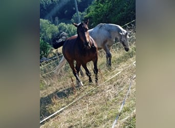 Zwaar warmbloed, Ruin, 7 Jaar, 164 cm, Bruin