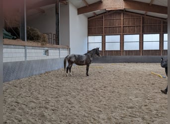 Zwaar warmbloed, Ruin, 7 Jaar, 164 cm