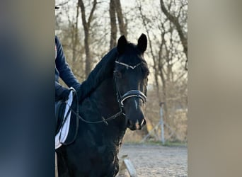 Zwaar warmbloed, Ruin, 7 Jaar, 164 cm, Zwart