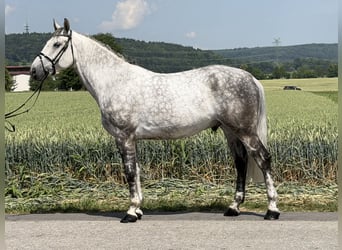Zwaar warmbloed, Ruin, 7 Jaar, 167 cm, Appelschimmel