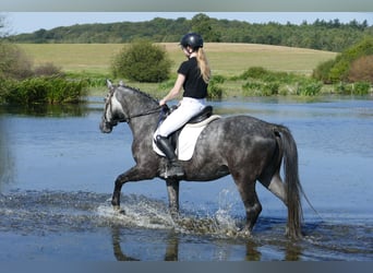 Zwaar warmbloed, Ruin, 8 Jaar, 162 cm, Schimmel