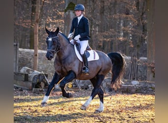 Zwaar warmbloed, Ruin, 8 Jaar, 164 cm, Donkerbruin