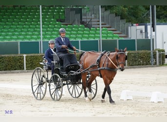 Zwaar warmbloed, Ruin, 8 Jaar, 165 cm, Bruin