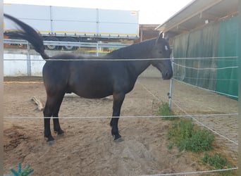 Zwaar warmbloed, Ruin, 8 Jaar, 168 cm, Zwart
