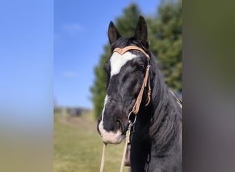 Zwaar warmbloed, Ruin, 9 Jaar, 160 cm, Zwart