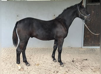 zwaar warmbloed uit Saksen-Thüringen, Hengst, veulen (03/2024)