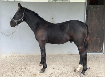 zwaar warmbloed uit Saksen-Thüringen, Hengst, veulen (03/2024)