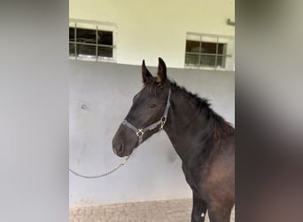 zwaar warmbloed uit Saksen-Thüringen, Hengst, veulen (03/2024)