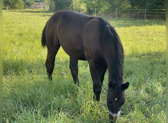 zwaar warmbloed uit Saksen-Thüringen, Hengst, Veulen (02/2025), Zwartbruin