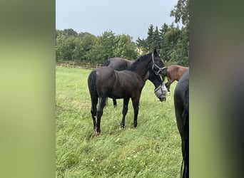 zwaar warmbloed uit Saksen-Thüringen, Hengst, Veulen (02/2025), Zwartbruin