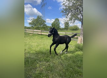 zwaar warmbloed uit Saksen-Thüringen, Hengst, Veulen (02/2025), Zwartbruin