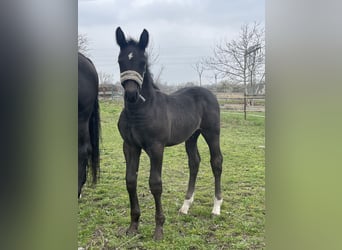 zwaar warmbloed uit Saksen-Thüringen, Hengst, Veulen (02/2025), Zwartbruin