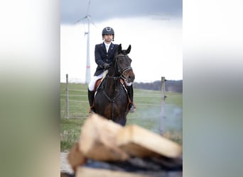 zwaar warmbloed uit Saksen-Thüringen, Merrie, 14 Jaar, 164 cm, Donkerbruin