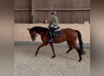 zwaar warmbloed uit Saksen-Thüringen, Merrie, 4 Jaar, 155 cm, Bruin