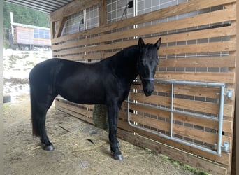 zwaar warmbloed uit Saksen-Thüringen, Merrie, 5 Jaar, 162 cm, Zwart