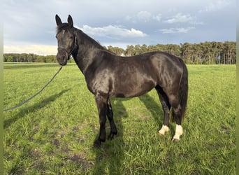 zwaar warmbloed uit Saksen-Thüringen, Merrie, 5 Jaar, 163 cm, Zwart