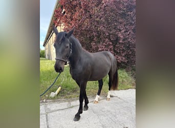 zwaar warmbloed uit Saksen-Thüringen, Merrie, 5 Jaar, 163 cm, Zwart