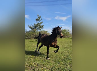 zwaar warmbloed uit Saksen-Thüringen, Merrie, 9 Jaar, 165 cm, Zwart
