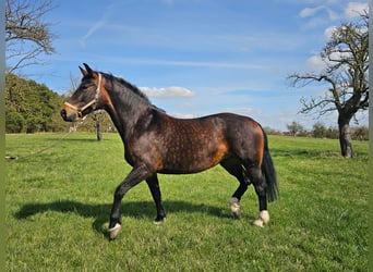 zwaar warmbloed uit Saksen-Thüringen, Merrie, 9 Jaar, 165 cm, Zwart