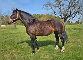 zwaar warmbloed uit Saksen-Thüringen, Merrie, 9 Jaar, 165 cm, Zwart