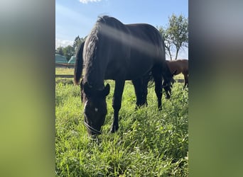 zwaar warmbloed uit Saksen-Thüringen, Merrie, 9 Jaar, 165 cm, Zwartbruin
