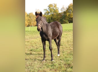 zwaar warmbloed uit Saksen-Thüringen, Merrie, Veulen (05/2025), 160 cm, Zwart