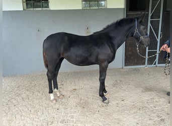 Sächsisches Warmblut, Stute, Fohlen (03/2024), Rappe