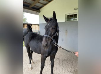 zwaar warmbloed uit Saksen-Thüringen, Merrie, veulen (03/2024), Zwart