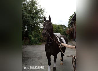zwaar warmbloed uit Saksen-Thüringen, Ruin, 16 Jaar, 173 cm, Zwart