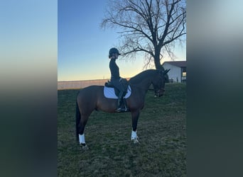 zwaar warmbloed uit Saksen-Thüringen, Ruin, 6 Jaar, 166 cm, Bruin