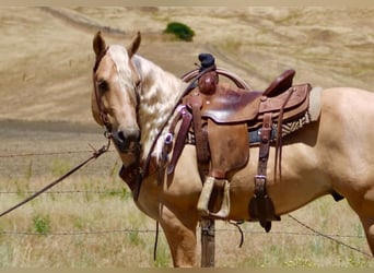 zwaar warmbloed uit Saksen-Thüringen, Ruin, 7 Jaar, 142 cm, Palomino