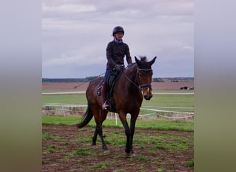Zweeds warmbloed Mix, Hengst, 7 Jaar