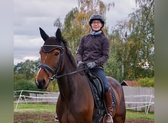 Zweeds warmbloed Mix, Hengst, 7 Jaar
